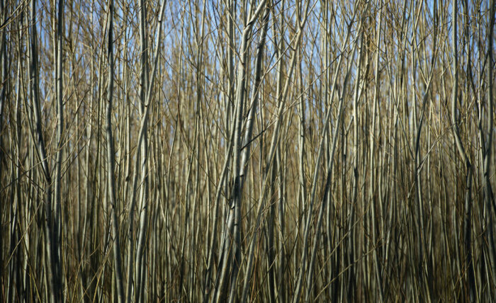 Tät skog av smala, bladlösa trädstammar i en uppvuxen trädgård, med blå himmel i bakgrunden.