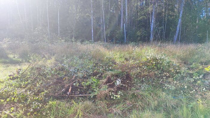 Röjd mark med hög av nedhugget trä och grenar i en skogsomgivning, förberedelser för trädgårdsprojekt.