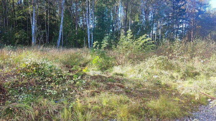 Övervuxen tomt med buskar och träd framför en skog, med borttagna träd och porös jord i förgrunden.