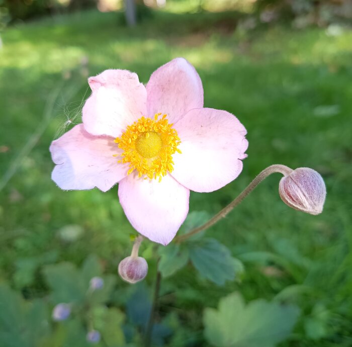 Höstanemon med en rosa blomma och gul mitt, omgiven av grönt gräs i trädgården. En knopp syns bredvid blomman.