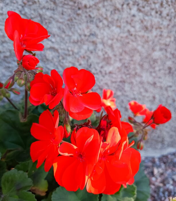 Röda pelargonblommor i närbild mot en suddig bakgrund, med gröna blad synliga längst ner.