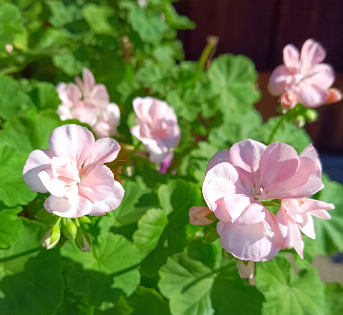 Ljusa rosa pelargoner blommar mot en bakgrund av gröna blad i trädgården.