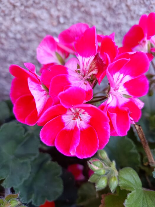 Pelargoner i full blom med starka rosa och vita kronblad mot en suddig bakgrund av gröna blad.
