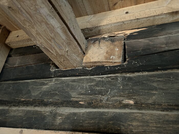 Närbild av en trästock i ett gammalt timmerhus där den ursprungliga stocken ser avsågad och en ny stock är infogad.