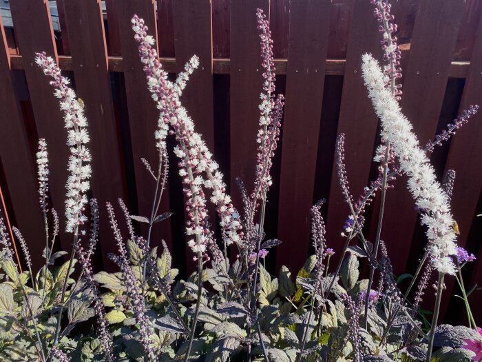 Höstsilverax i blomning framför ett rött trästaket, med mörka blad och ljusa blommor i vertikala klasar.