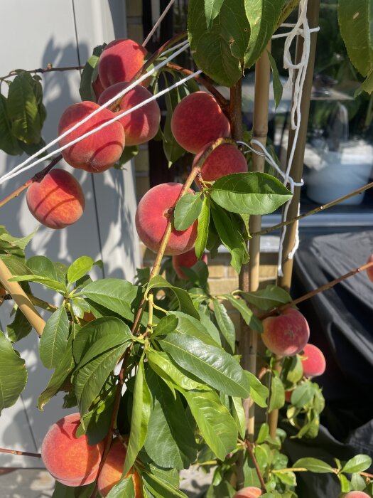 Nektarinträd med mogna frukter och gröna blad, stödda av snöre för stabilitet i starkt solljus.