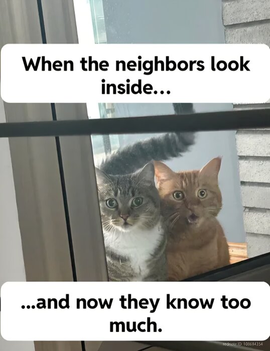 Två katter tittar genom ett fönster med texten "When the neighbors look inside... and now they know too much.