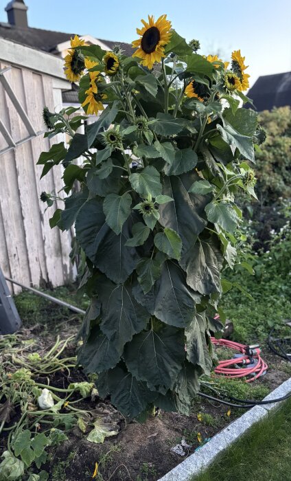 Självsådd solros som blommar i en squash- och pumpabädd i trädgården.