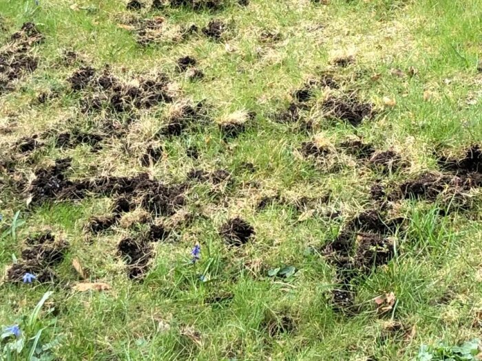 Gräsmatta med utspridda molhögar och fläckar av jord på den gröna ytan.