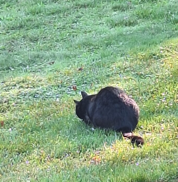 Svart katt sitter på gräsmatta, verkar intresserad av något på marken.