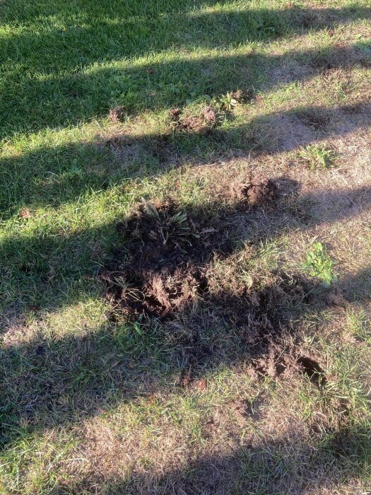 Gräsmatta med jordhögar och hål, fotavtryck i gräset syns tydligt under soligt väder.