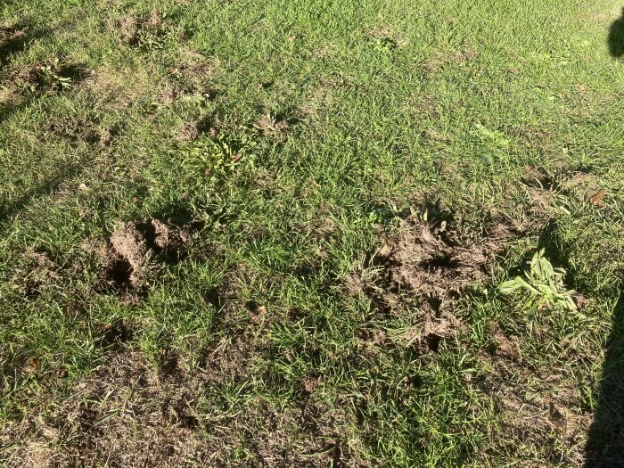 Uppgrävd jord och fotavtryck på en gräsmatta nära plantor, med tydliga hål och störda områden.