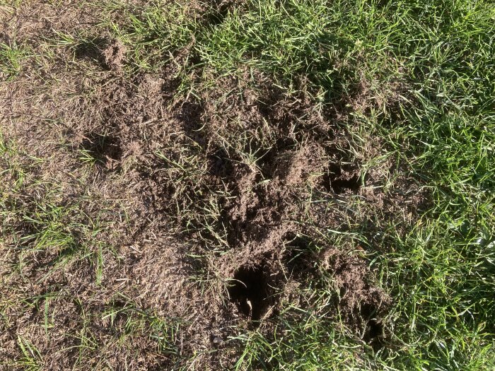 Närbild av en gräsmatta med flera små hål och grästorv som har störts, sannolikt grävda av smådjur över natten.