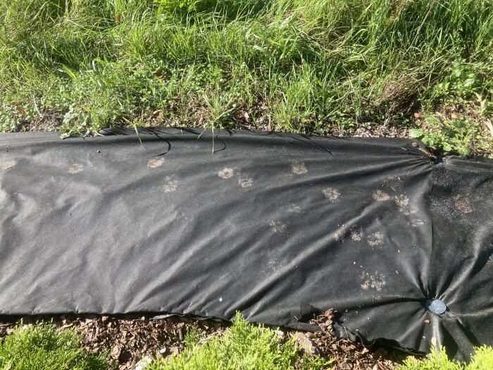 Fotavtryck synliga på en svart markduk omgiven av gräs och växter.