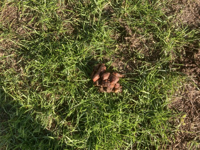 Djurbajs på en gräsmatta i solsken, med omgivande gräs.