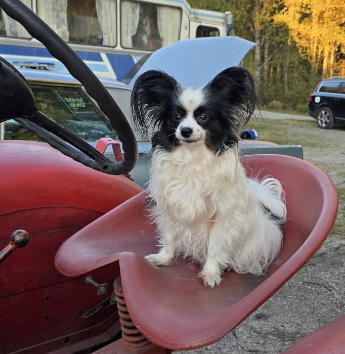 Hund sitter på röd traktorsits utomhus.