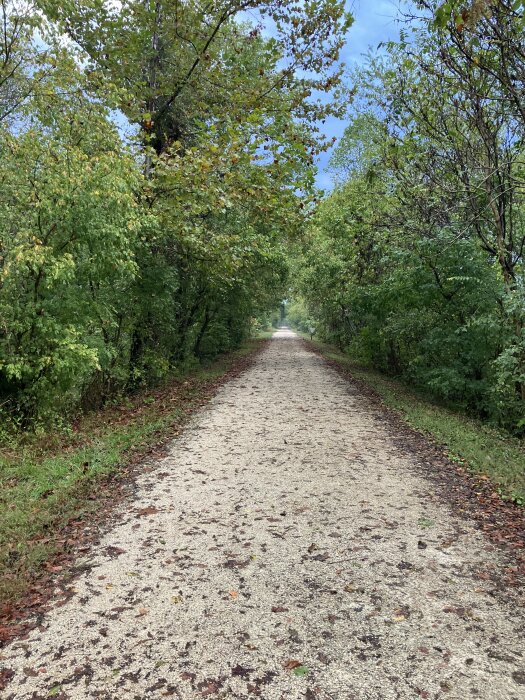 Grusväg täckt av löv omgiven av lummiga träd på båda sidor under en blå himmel.