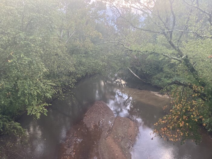 Flod med grumligt vatten omgiven av frodig grönska och höstlöv på träden, med lera och stenar synliga i flodfåran.