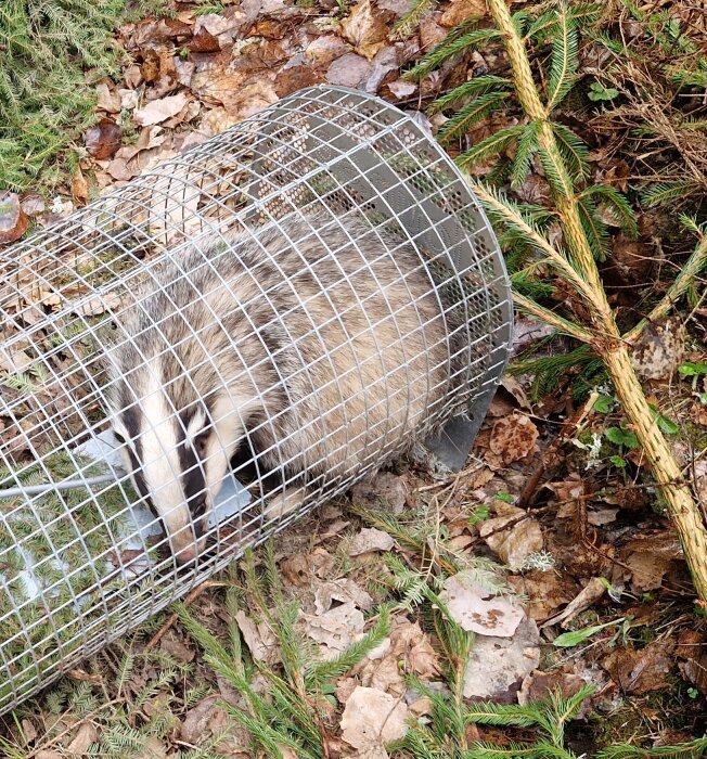 Grävling fångad i en metallfälla i skogsmiljö omgivet av löv och barr.