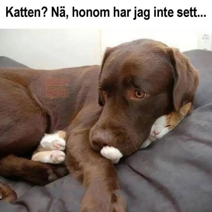 En hund ligger på en soffa med huvudet på en katt som är nästan helt gömd under hunden. Text ovanför säger "Katten? Nä, honom har jag inte sett...".