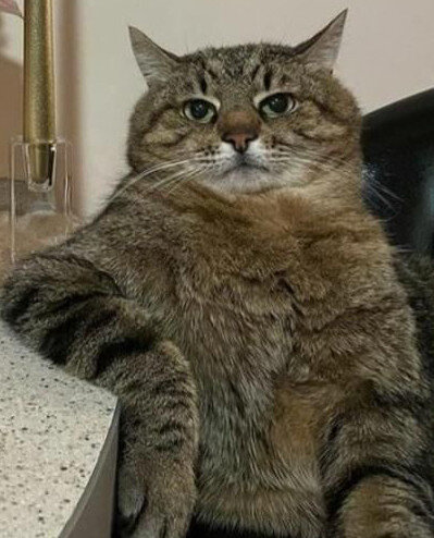 En stor, lurvig katt sitter avslappnat med ena tassen på ett bord, ser rakt fram med ett frågande uttryck i ansiktet.