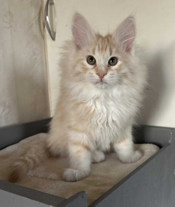 En fluffig, ljusbrun kattunge sitter på en filt i en träkorg och tittar rakt in i kameran.