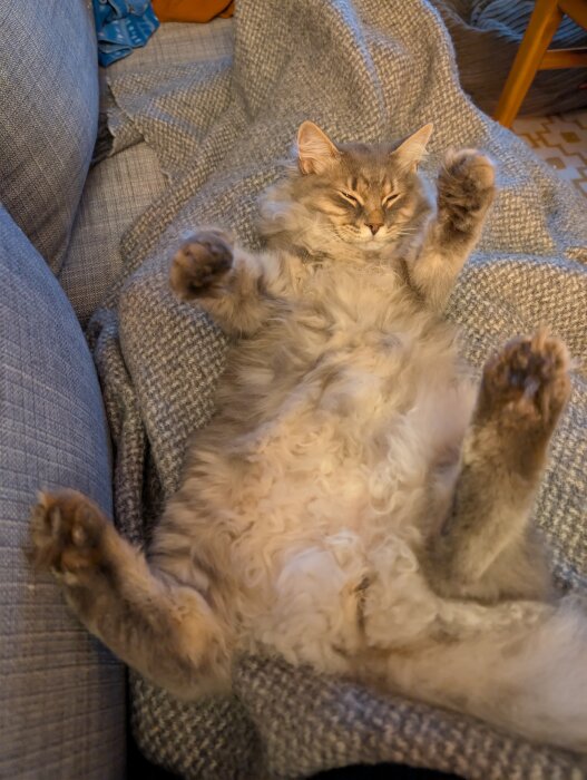 Sovande katt ligger på rygg på en grå filt med tassarna uppåt.