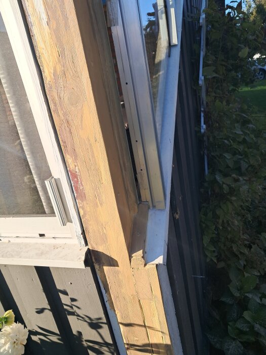 Nybytt och grundmålat trä runt ett fönster, solbelyst med gröna buskar i bakgrunden.