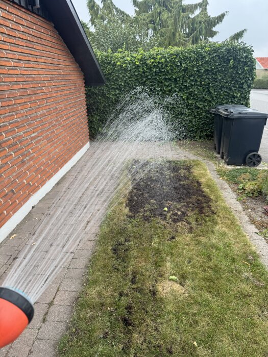 En trädgårdsvattenslang vattnar en gräsmatta intill ett tegelhus medan experiment med gräsfrön pågår, grön häck i bakgrunden.
