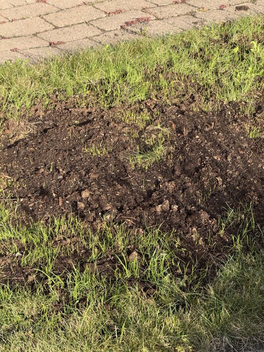 Gräsmatta under tillväxt nära en stenbelagd uppfart. Grässtrån växer på solig jordplätt, del av vetenskapligt försök med gräsfrö i Malmö, Skåne.