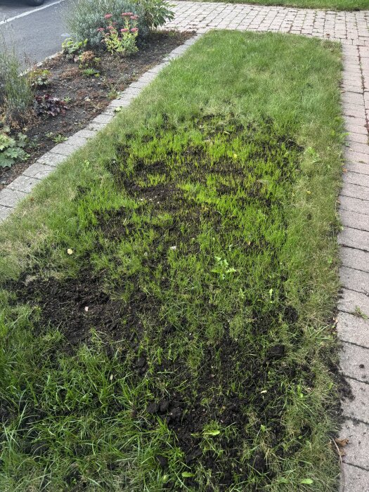 Gräsmatta med nyplanterade gräsfrön, visar skillnad mellan förgrodda och torra frön. Omgiven av stensättning och blomrabatter.