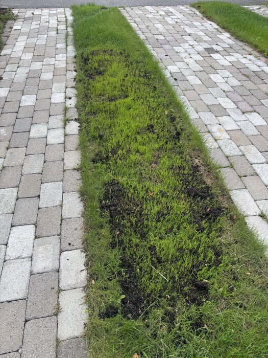 Gräsmatta med unga grässtrån mellan stenar på en uppfart, resultat av experiment med förgrodda gräsfrön jämfört med torra gräsfrön.