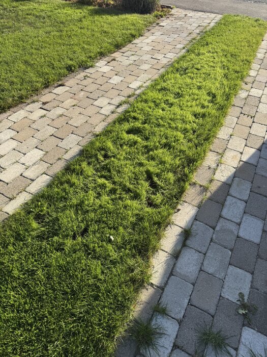 Gröna gräsmattor mellan två stenlagda uppfarter, fotograferade den 27 september efter gräsodlingsexperiment med förgrodda och torra frön.