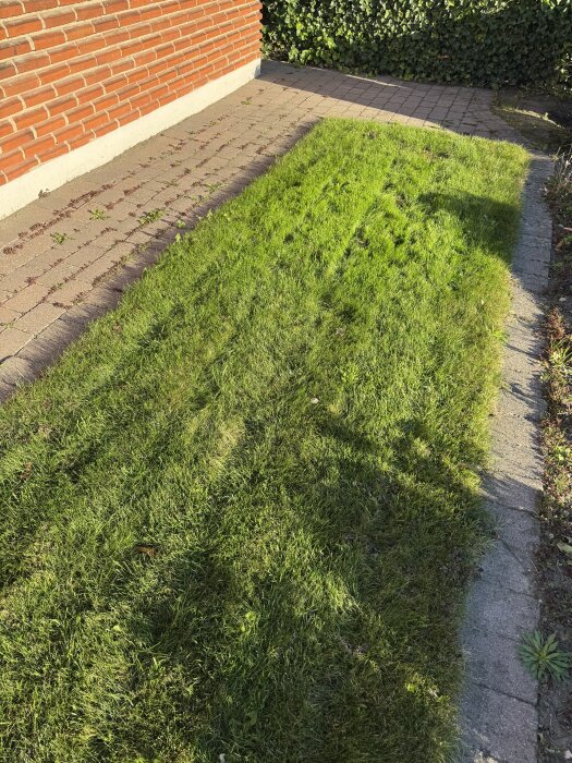 Grön gräsmatta bredvid röd tegelmur, resultat av förgrodd och torr grässådd, visar ingen synlig skillnad efter en månad.