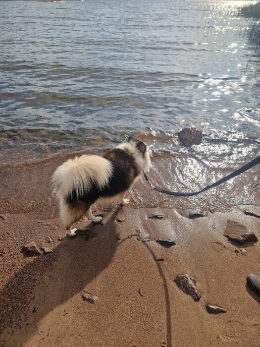 Hund kopplad vid strandkant tittar på glittrande vatten.