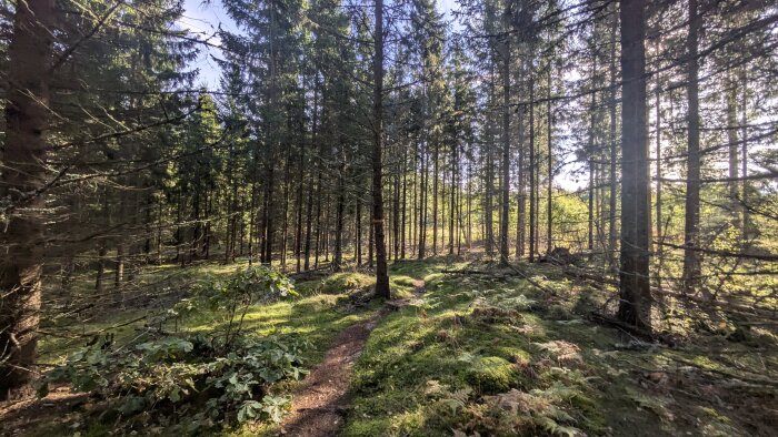 Skogsstig genom tät barrskog med solstrålar som skiner genom träden, omgiven av grönska och mossa på marken.