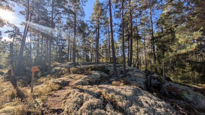 Solbelyst skogsstig med barrträd och mossa, omgiven av ett soligt landskap och en orange markör på vänster sida av stigen.