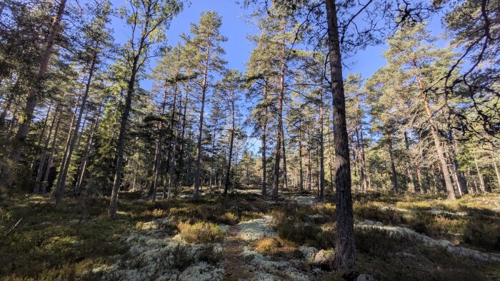 Tät skog med höga tallar och ljusgröna lavar på marken, under en klarblå himmel. Solsken skapar skuggor bland träden.