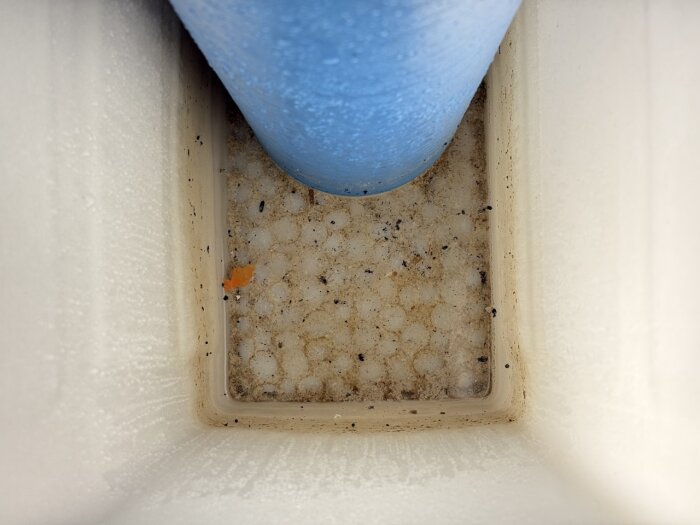 Insidan av en plastbehållare med ett blått rör och smutsiga avlagringar, löv och insekter i botten.