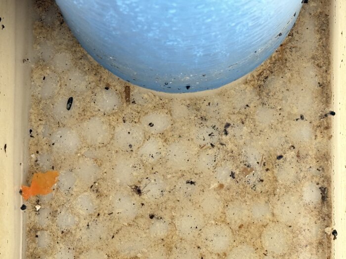 Insidan av en vit plastbehållare med smuts, insekter och löv i botten, och en delvis synlig blå remsa inuti.