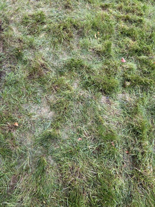 Halvvuxen och ojämn gräsmatta med fläckar av vissnat gräs och bar jord synlig.