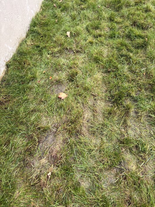 Halvtaskig gräsmatta med bruna fläckar och ojämnt växt gräs mot en mur.