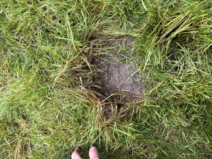 Slarvig gräsmatta med glesa och bruna fläckar, troligtvis skadad av överväxt och försummelse, med en hand synlig vid kanten.