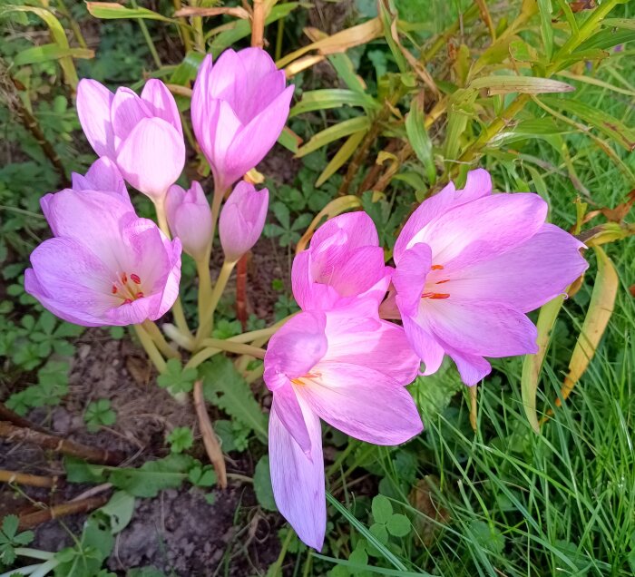Rosa och lila blommor av tidlösa, en giftig växt, som växer bland grönt gräs och växter i en trädgårdsmiljö.