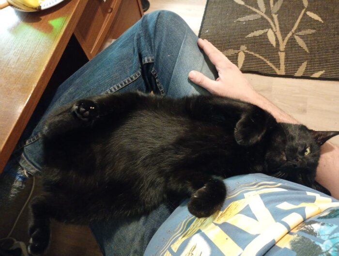 Svart katt ligger avslappnad i en persons knä, blicken vänd uppåt, medan en hand vilar på kattens mage i en hemtrevlig miljö.