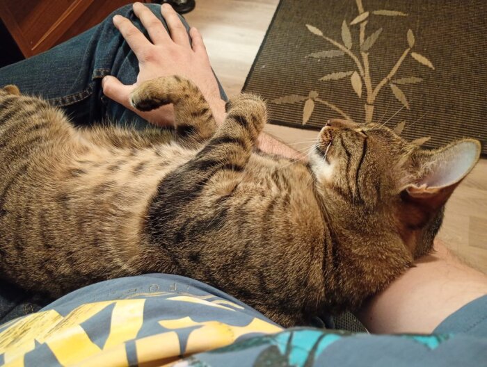 En randig katt ligger avslappnat på en persons knä med huvudet lutat mot armen, medan personen vilar handen på kattens kropp.