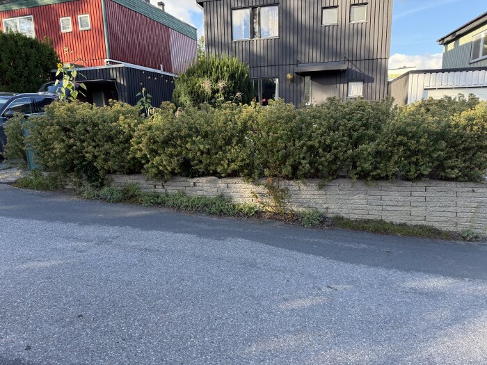 Stödmur framför tät häck och hus, asfaltväg i förgrunden, röd och grå byggnad i bakgrunden.