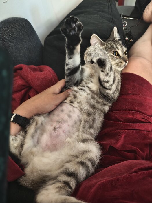 Katt med randig päls ligger på en röd filt och visar magen efter en kastreringsoperation, med en hand som håller den stilla.