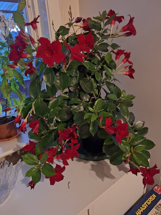 En bägarranka med röda blommor står inomhus vid ett fönster, omgiven av gröna blad.