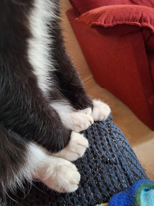 Svartvita katttassar vilandes på en blå yta framför en röd soffa.